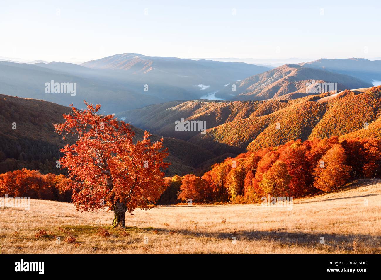 Le hêtre solitaire brille dans le coucher de soleil chaud au-dessus des bois d'automne en terrain montagneux. Scène de montagnes pittoresques capturée avec des couleurs riches et une ambiance d'automne le soir Banque D'Images