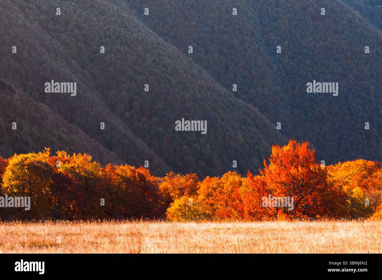 La forêt de hêtres rouges brille sous le soleil couchant dans le paysage de montagne d'automne. Bois au coucher du soleil capturés avec des tons de feuillage riches et un éclairage saisonnier chaleureux Banque D'Images