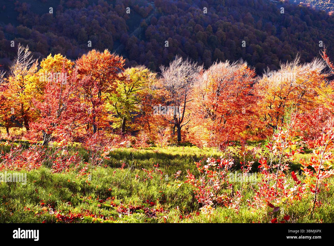 Bois de hêtres rouges et jaunes éclairés par la lumière chaude du soir au-dessus des pentes de montagne, bleuets sauvages recouvrant le sol. Riche feuillage d'automne et flore de premier plan dans les hauts plateaux pittoresques Banque D'Images