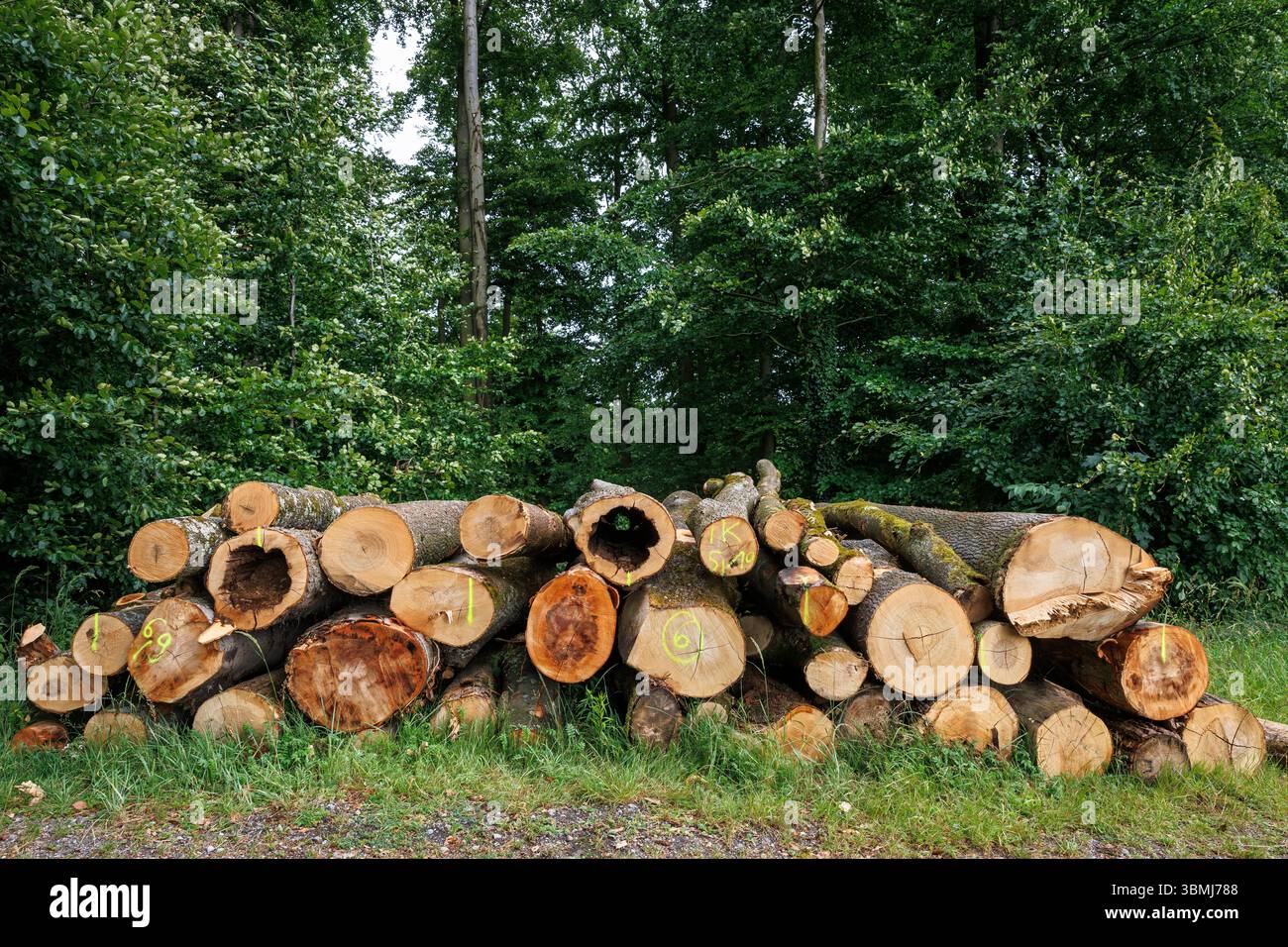 Troncs d'arbres abattus et empilés dans les montagnes Ardey près de Wetter an der Ruhr, Rhénanie du Nord-Westphalie, Allemagne. Gefaellte und gestapelte Baumstaemme i. Banque D'Images