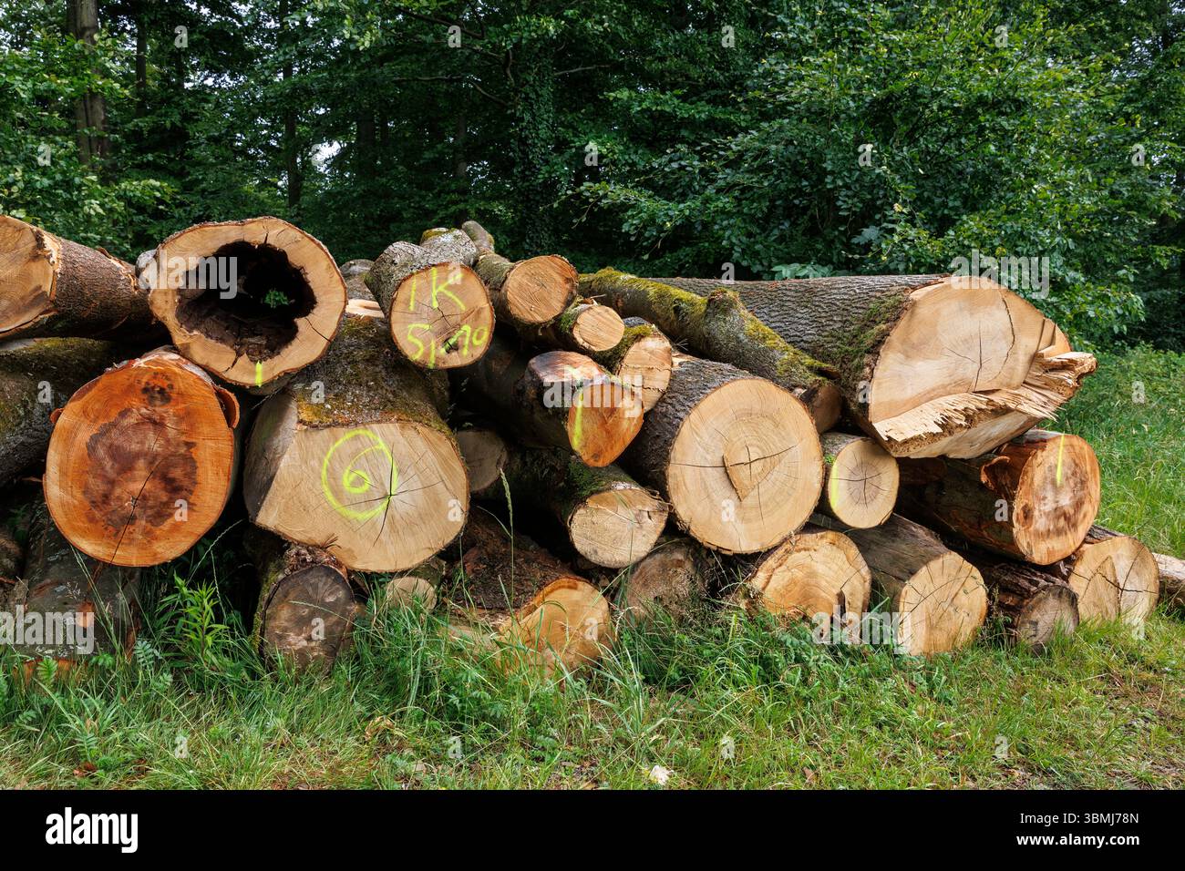 Troncs d'arbres abattus et empilés dans les montagnes Ardey près de Wetter an der Ruhr, Rhénanie du Nord-Westphalie, Allemagne. Gefaellte und gestapelte Baumstaemme i. Banque D'Images