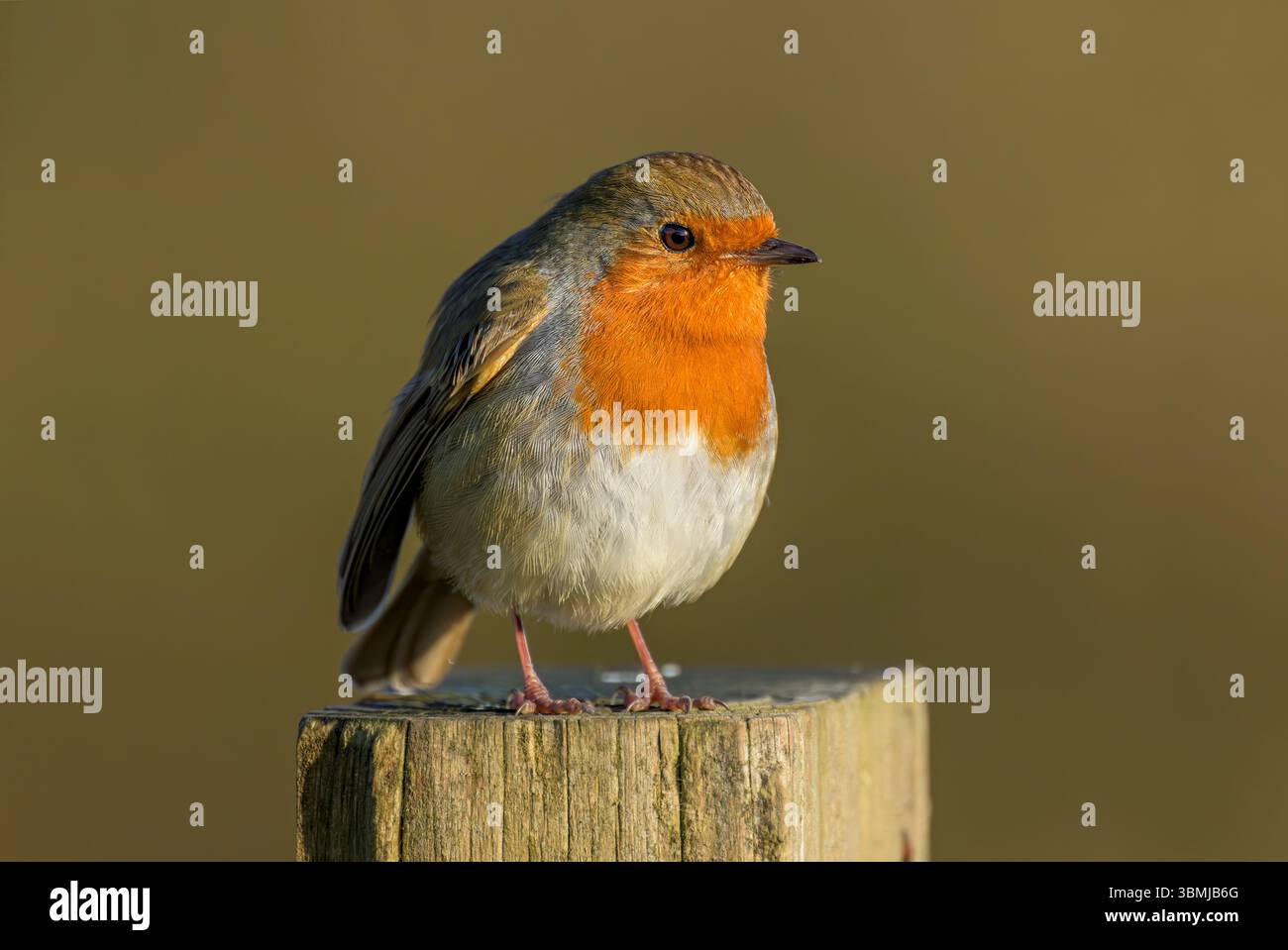 European Robin s'est assis sur un poteau de clôture le matin ensoleillé d'hiver, pris à Somserset, Royaume-Uni Banque D'Images