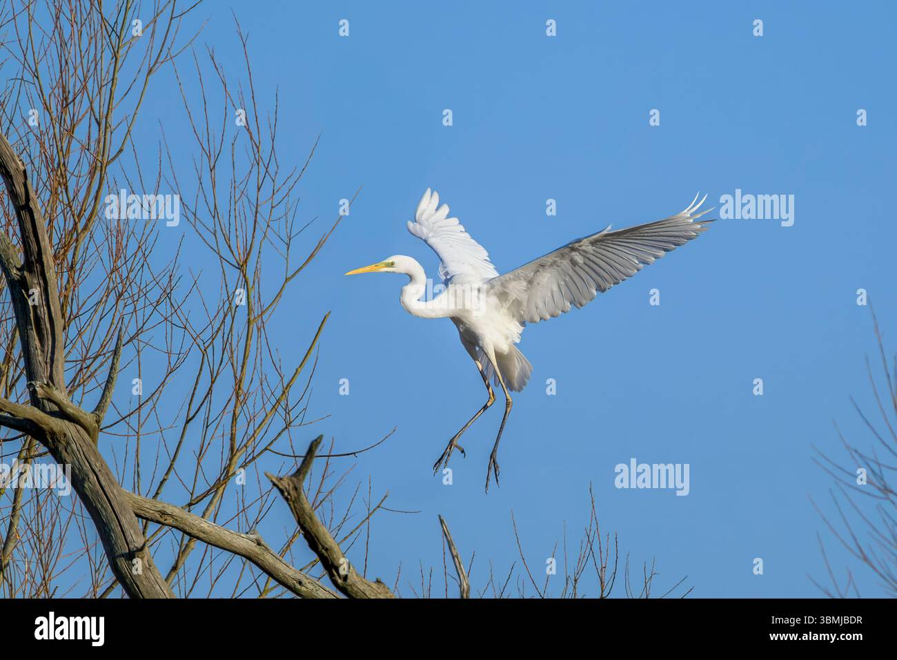 Grande aigrette blanche entrant dans la terre, prise tôt le matin, Chew Valley Lake, North Somerset, Royaume-Uni Banque D'Images
