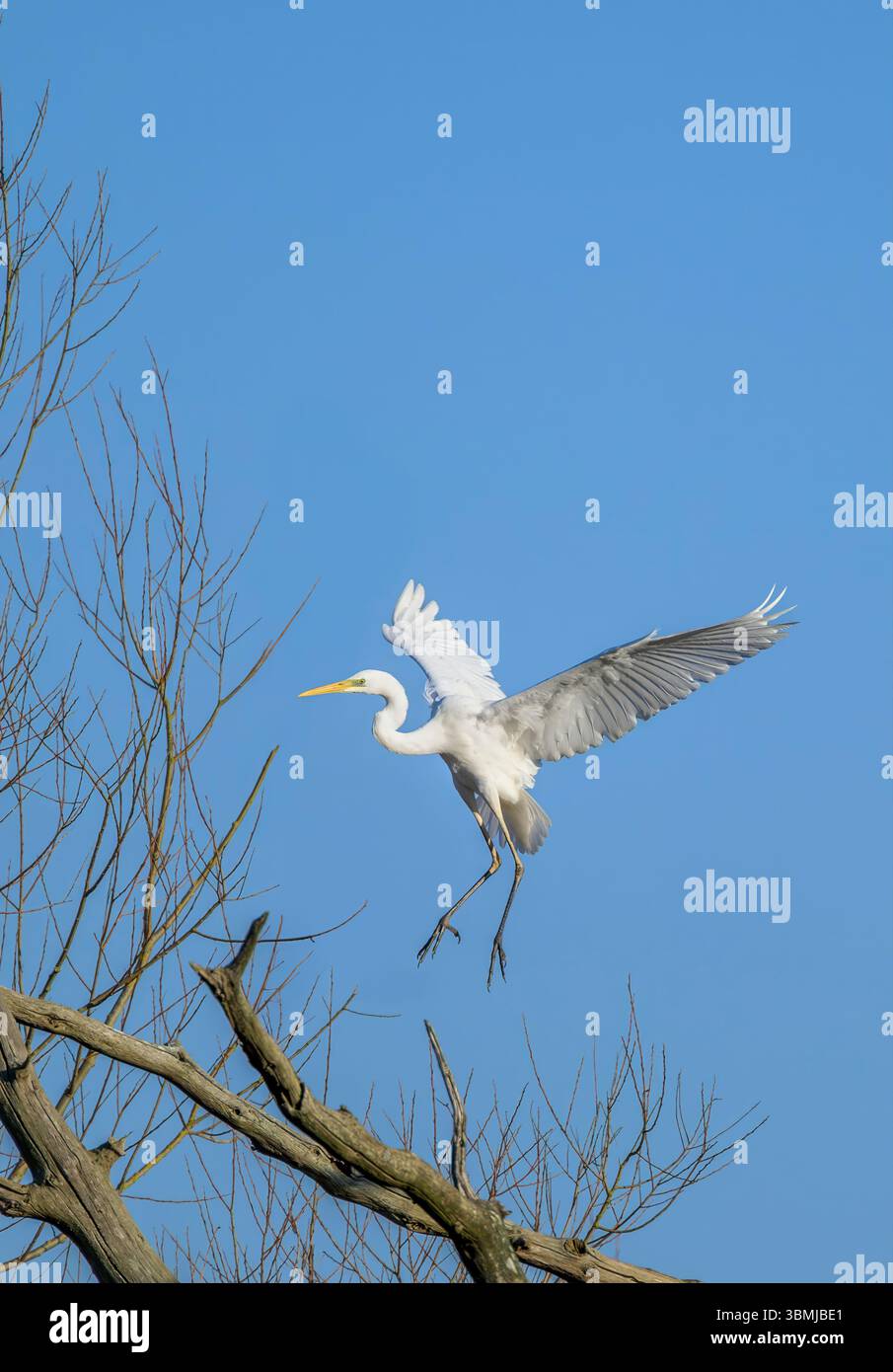 Grande aigrette blanche entrant dans la terre, prise tôt le matin, Chew Valley Lake, North Somerset, Royaume-Uni Banque D'Images