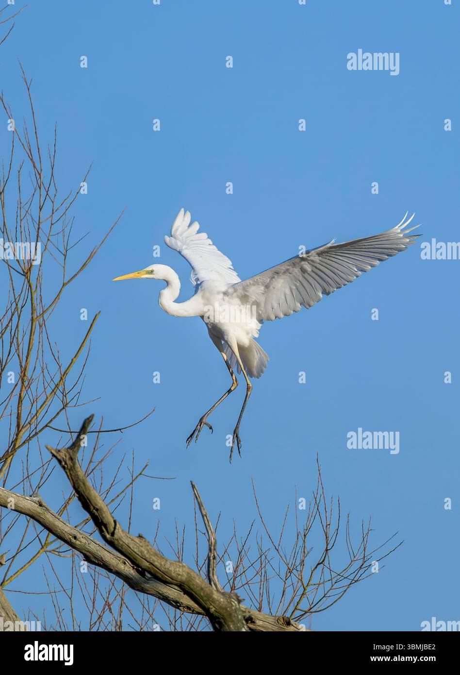 Grande aigrette blanche entrant dans la terre, prise tôt le matin, Chew Valley Lake, North Somerset, Royaume-Uni Banque D'Images
