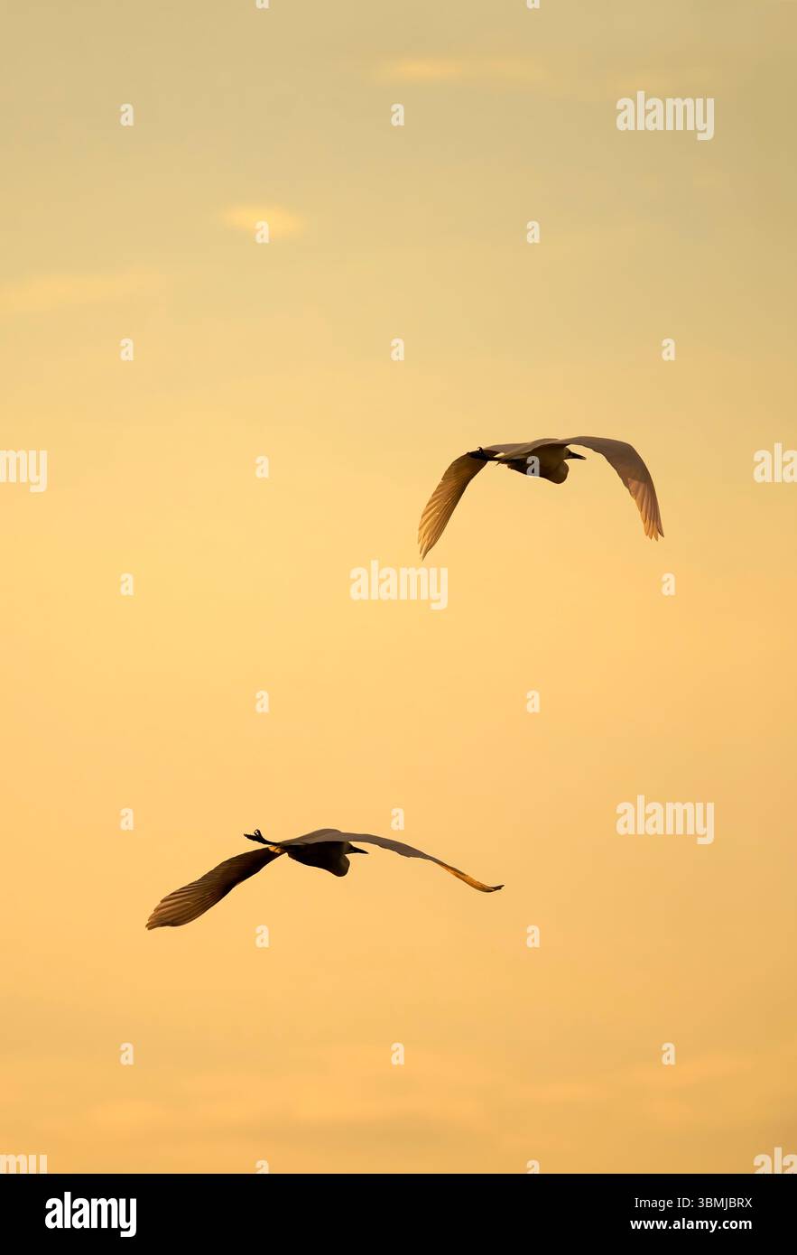 Une paire de Great White aigrettes en vol avec des ailes ensoleillées au lever du soleil. Prise à Chew Valley dans le Somerset, Royaume-Uni Banque D'Images
