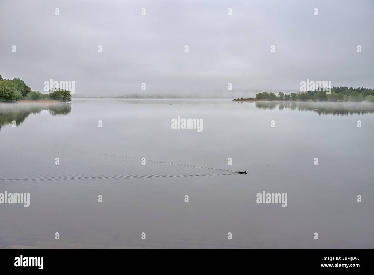 Lac Chew Valley sur un mouette et gris brumeux matin au lever du soleil avec une brume basse couchée sur le lac et réflexion Banque D'Images
