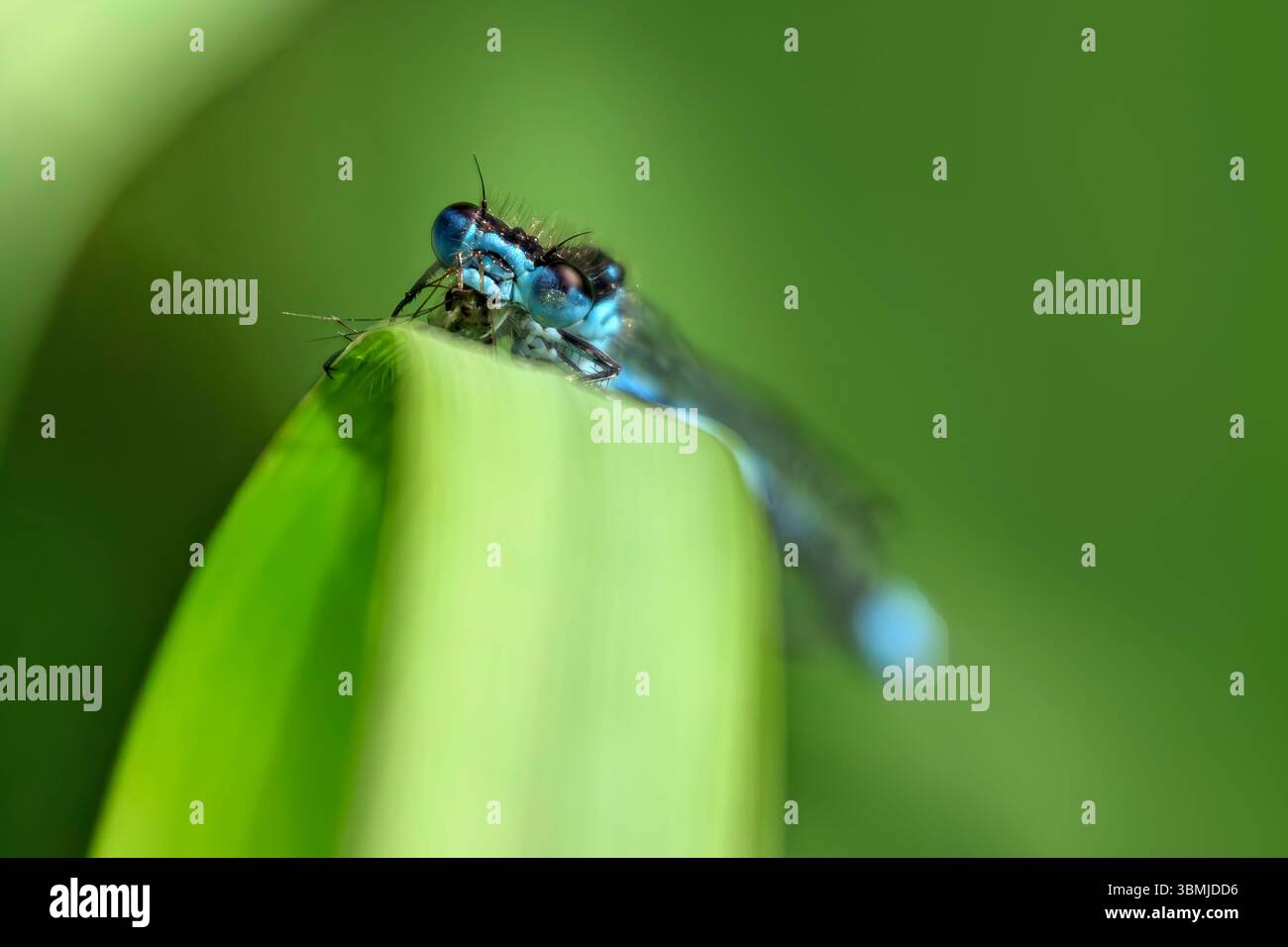 Gros plan de l'Azure Damselfly sur roseau, prise dans le Somerset, au Royaume-Uni Banque D'Images