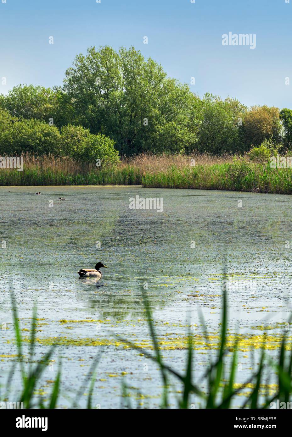 Jolie scène de campagne des niveaux du Somerset à Meare avec canard Mallard nageant sur une belle journée ensoleillée au printemps Banque D'Images