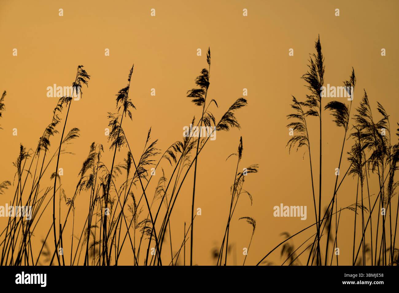 Lever du soleil derrière des roseaux communs sur les niveaux du Somerset, Royaume-Uni Banque D'Images