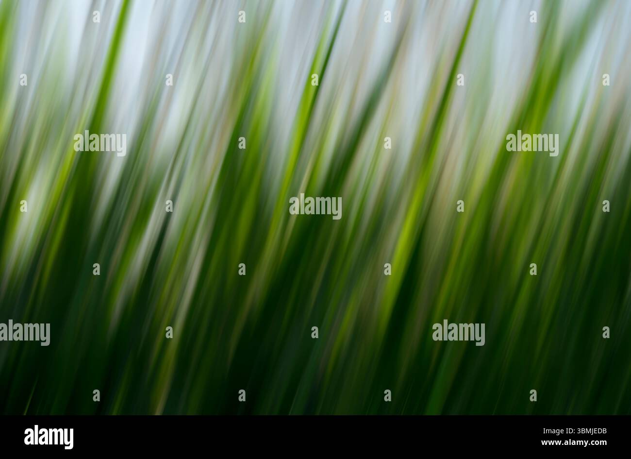 Roseaux communs pris avec Intentional Camera Movement (ICM) pour créer une image surréaliste, artistique et abstraite donnant l'impression de mouvement Banque D'Images