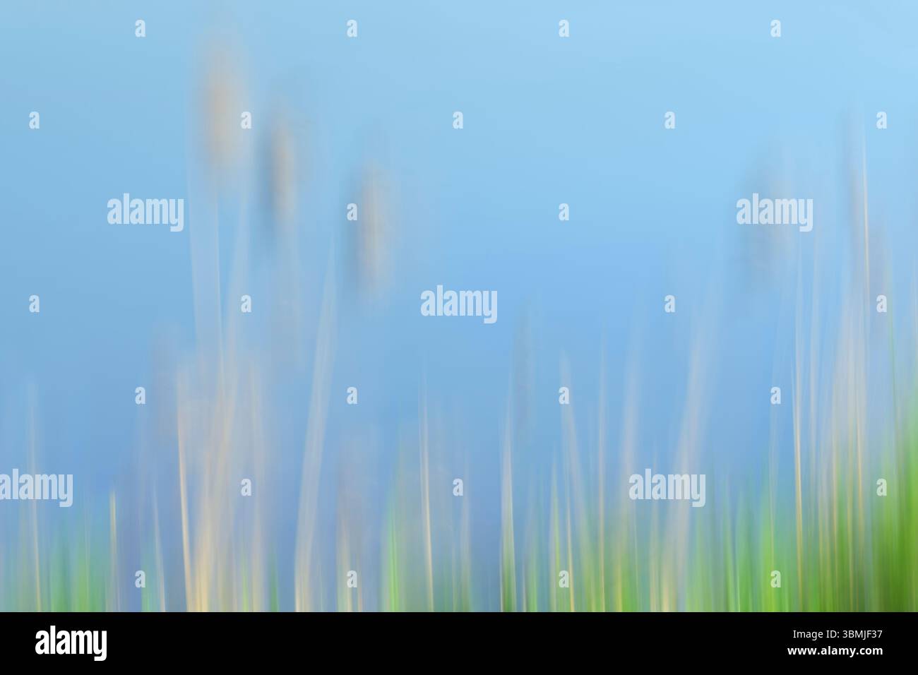 Des roseaux communs pris avec Intentional Camera Movement (ICM) donnant une image artistique, abstraite et rêveuse qui ressemble un peu à un art mural ou à une peinture Banque D'Images