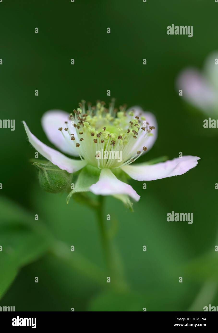 Image macro de la fleur de mûre Elmleaf en fleur, également appelée bramble, bramble à feuilles d'orme, mûre et mûre sans épine Banque D'Images