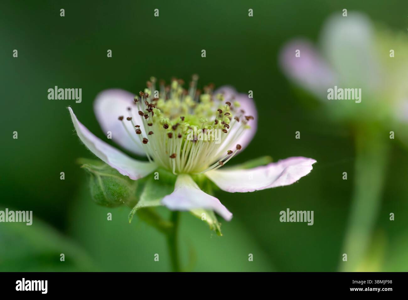 Image macro de la fleur de mûre Elmleaf en fleur, également appelée bramble, bramble à feuilles d'orme, mûre et mûre sans épine Banque D'Images