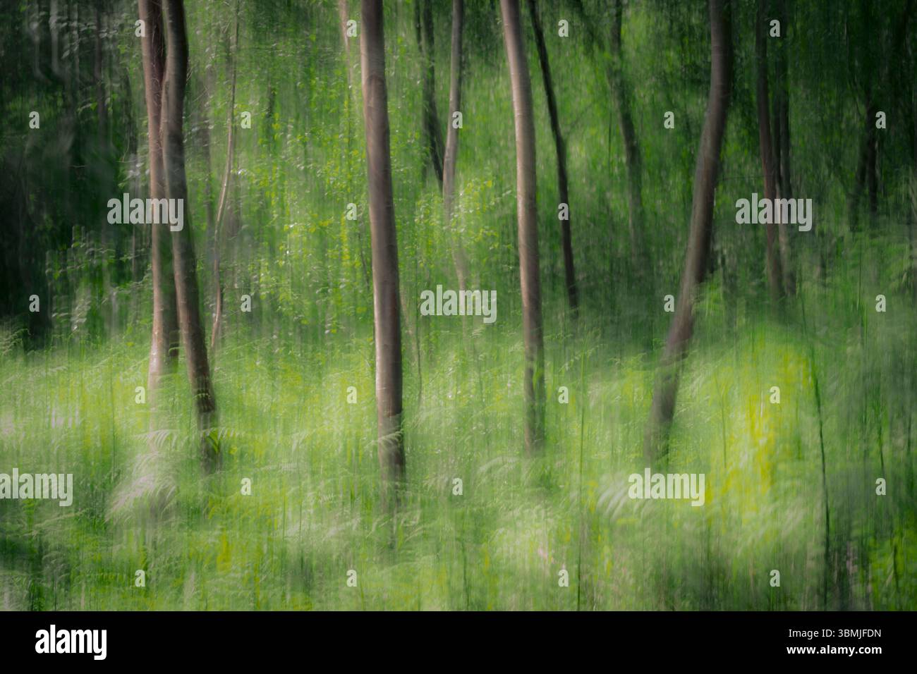 Bois à Shapwick au printemps pris en utilisant la technique Intentional Camera Movement (ICM) pour créer une image surréaliste, artistique et abstraite Banque D'Images