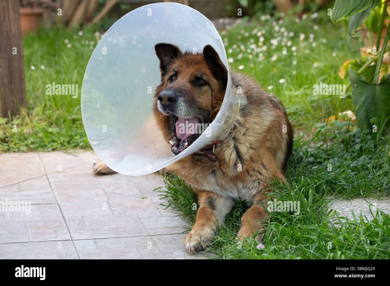 Chien berger allemand senior portant un collier élisabéthain protecteur reposant sur l'herbe dans un jardin, récupérant d'une opération chirurgicale ou d'une blessure Banque D'Images