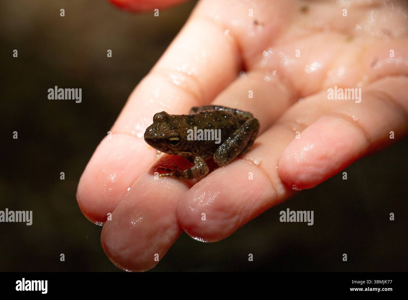 Biologiste tenant une petite grenouille dans la paume de leur main, présentant la conservation de la faune et la recherche Banque D'Images