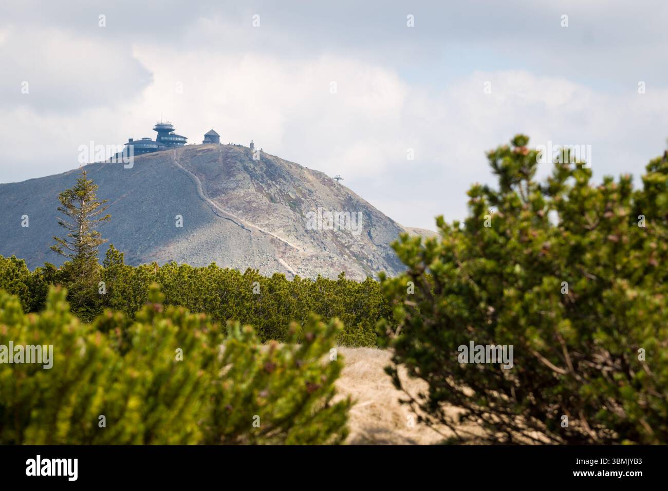 Vue sur le pic de Sniezka avec des pins de montagne nains au premier plan, parc national de Karkonosze, Pologne. Banque D'Images Vue sur le pic de Sniezka avec des pins de montagne nains au premier plan, parc national de Karkonosze, Pologne. Banque D'Images