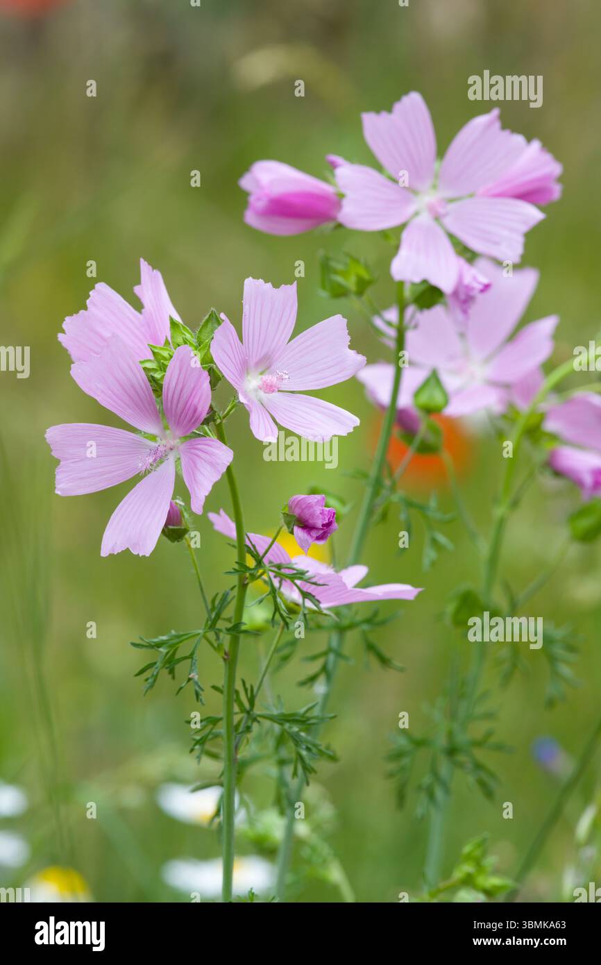 Mauve musquée (Malva moschata) en fleur dans une prairie de fleurs sauvages en été, North Somerset, Angleterre. Banque D'Images