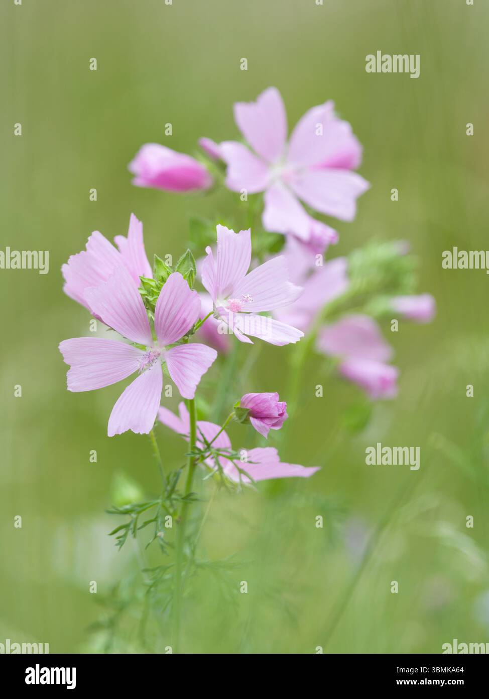 Mauve musquée (Malva moschata) en fleur dans une prairie de fleurs sauvages en été, North Somerset, Angleterre. Banque D'Images