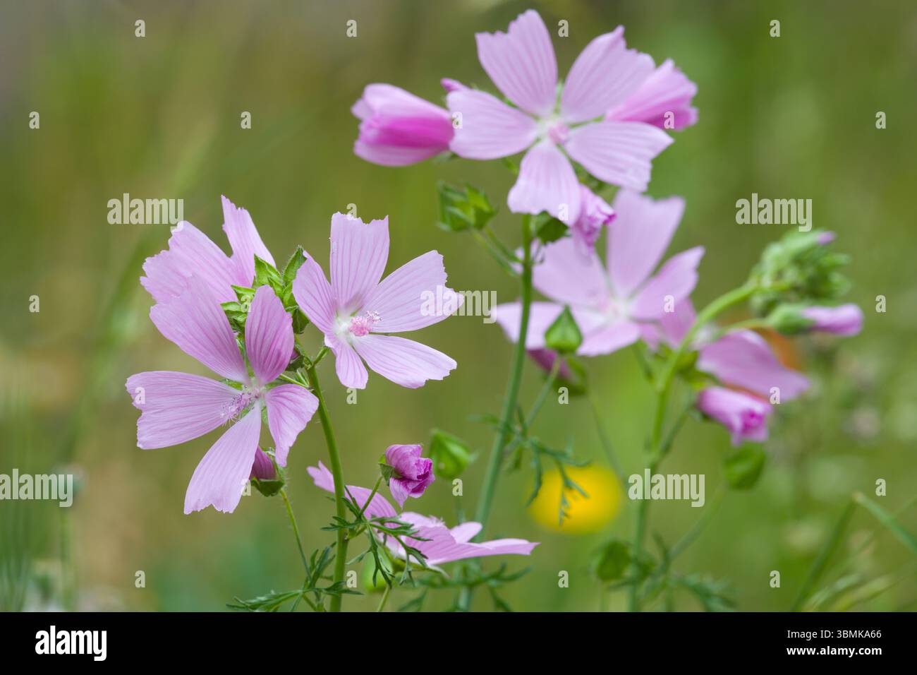 Mauve musquée (Malva moschata) en fleur dans une prairie de fleurs sauvages en été, North Somerset, Angleterre. Banque D'Images