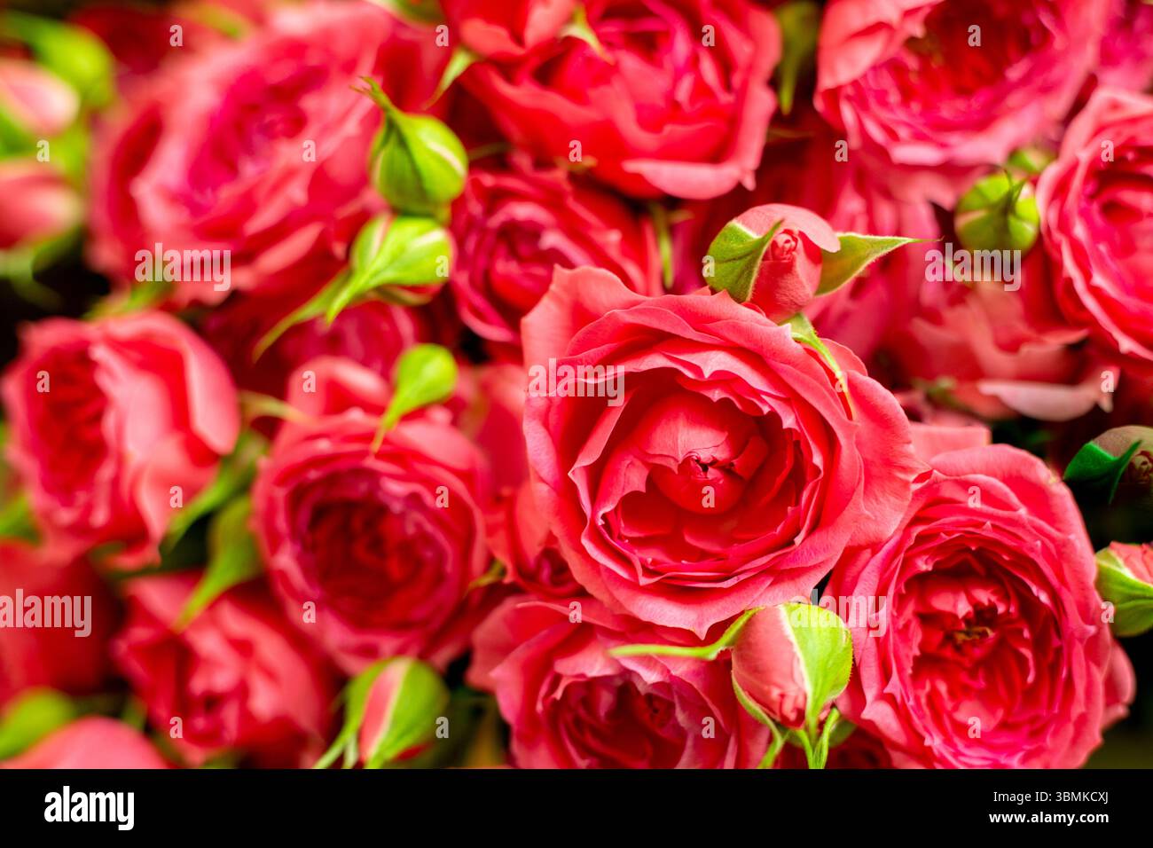 Gros plan de roses rose vif avec de nombreux bourgeons verts étroitement emballés ensemble. Roses Bush, fond floral. Banque D'Images