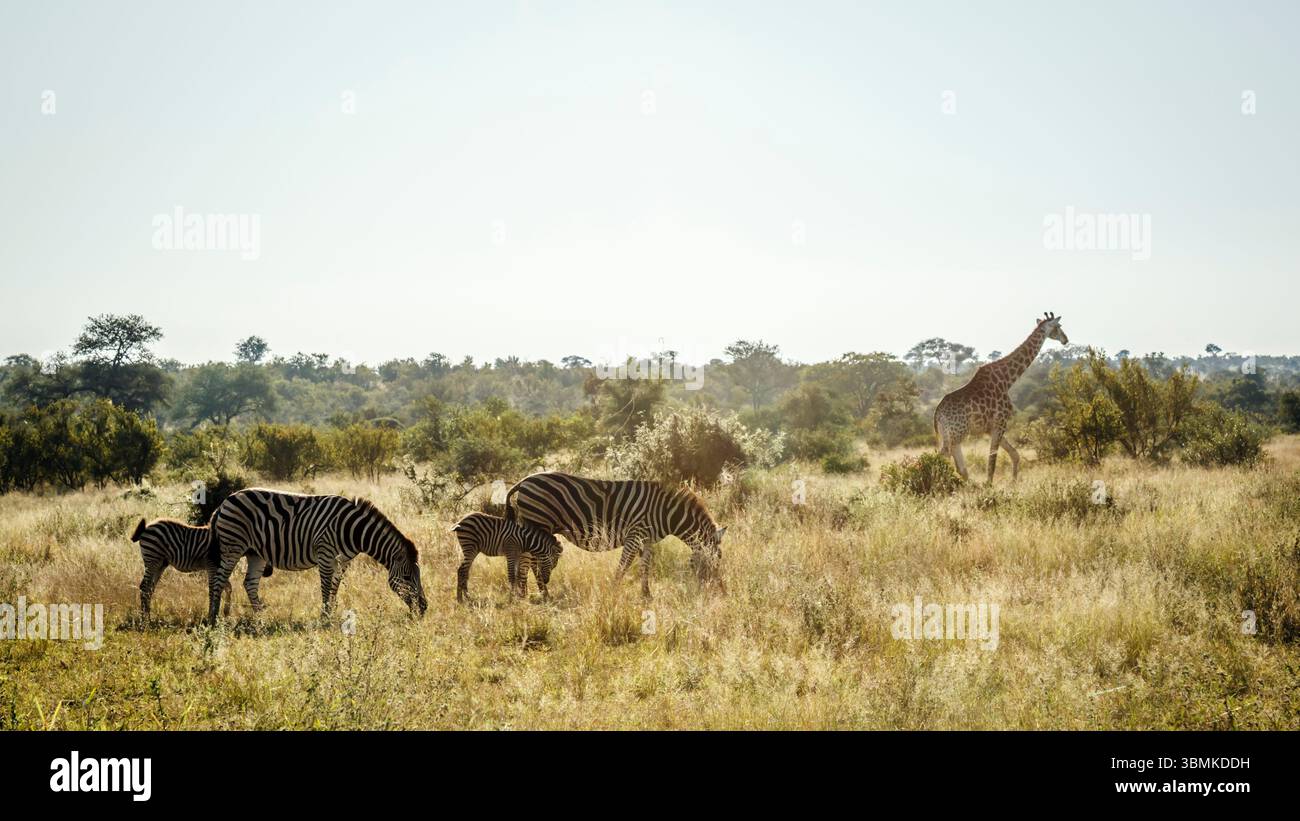 Zèbre et girafe des plaines dans la savane sèche du parc national Kruger, Afrique du Sud ; espèce Equus quagga burchellii famille des équidés Banque D'Images