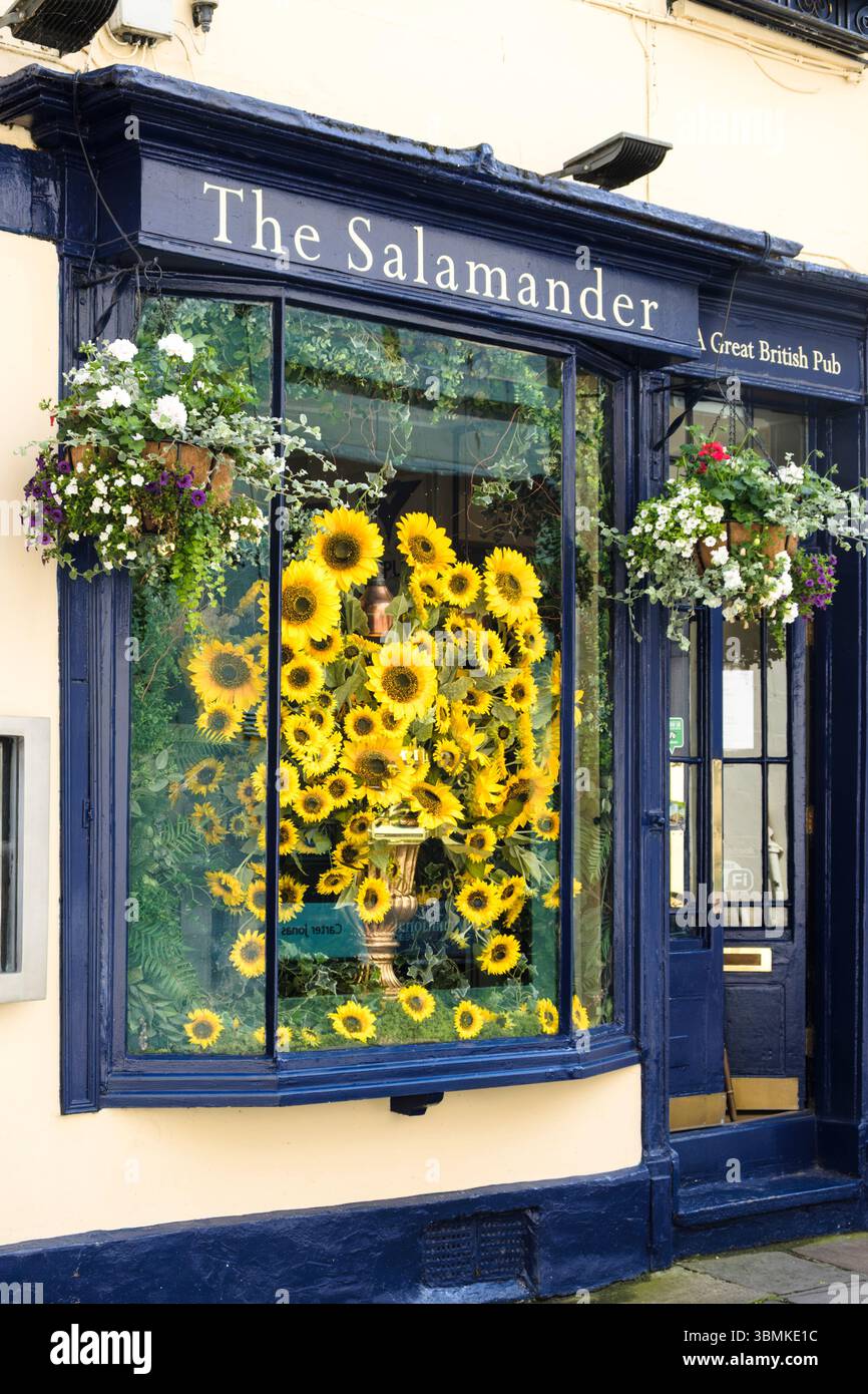 Une journée d'été dans la ville historique et populaire de Bath UK Salmander Pub sur John St. Tournesol dispay. Banque D'Images