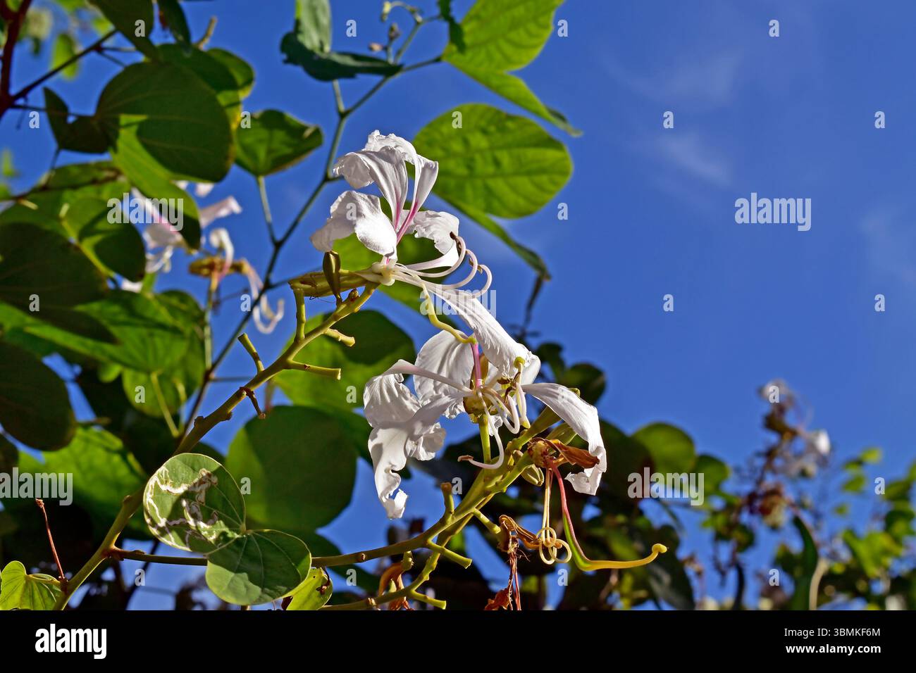 Fleurs d'orchidée brésilienne (Bauhinia forficata) et ciel bleu, Rio de Janeiro, Brésil Banque D'Images