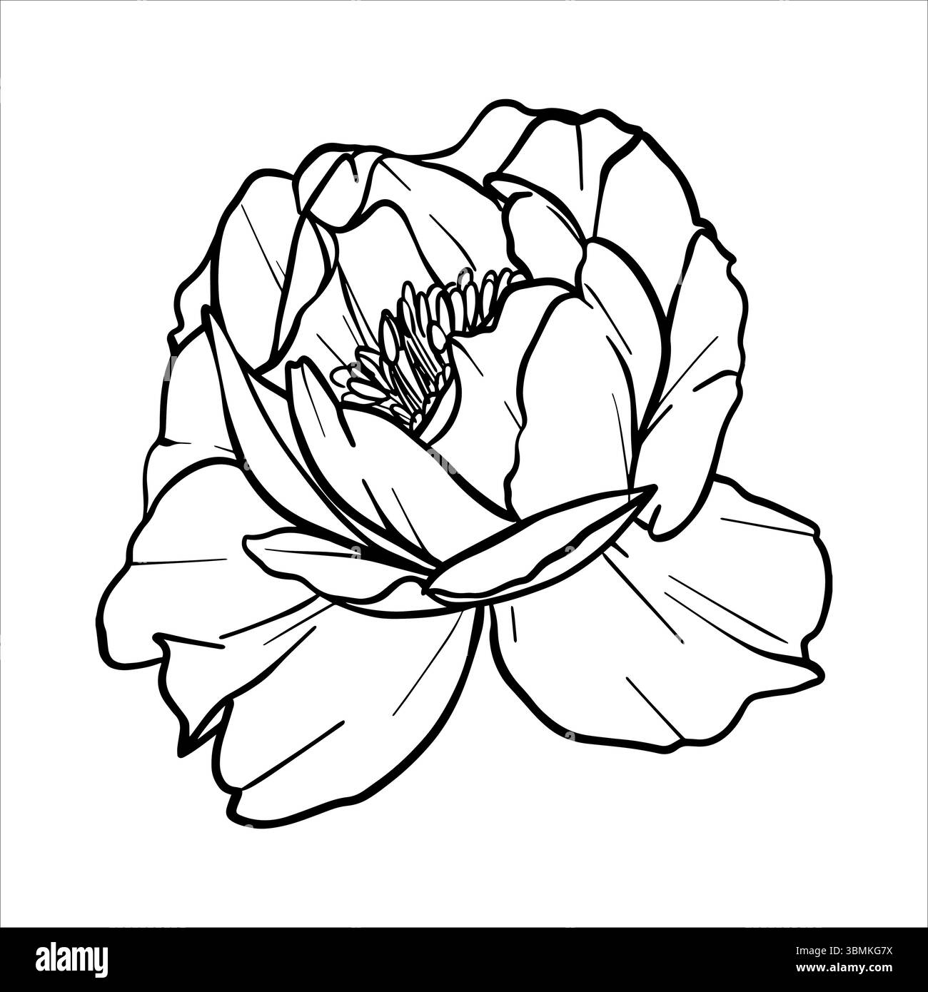 Illustration de fleur vectorielle pivoine. Dessin de plante dans le style d'art au trait. croquis de fleurs peints par des encres noires. Elément de contour graphique dessiné à la main. Floral Illustration de Vecteur