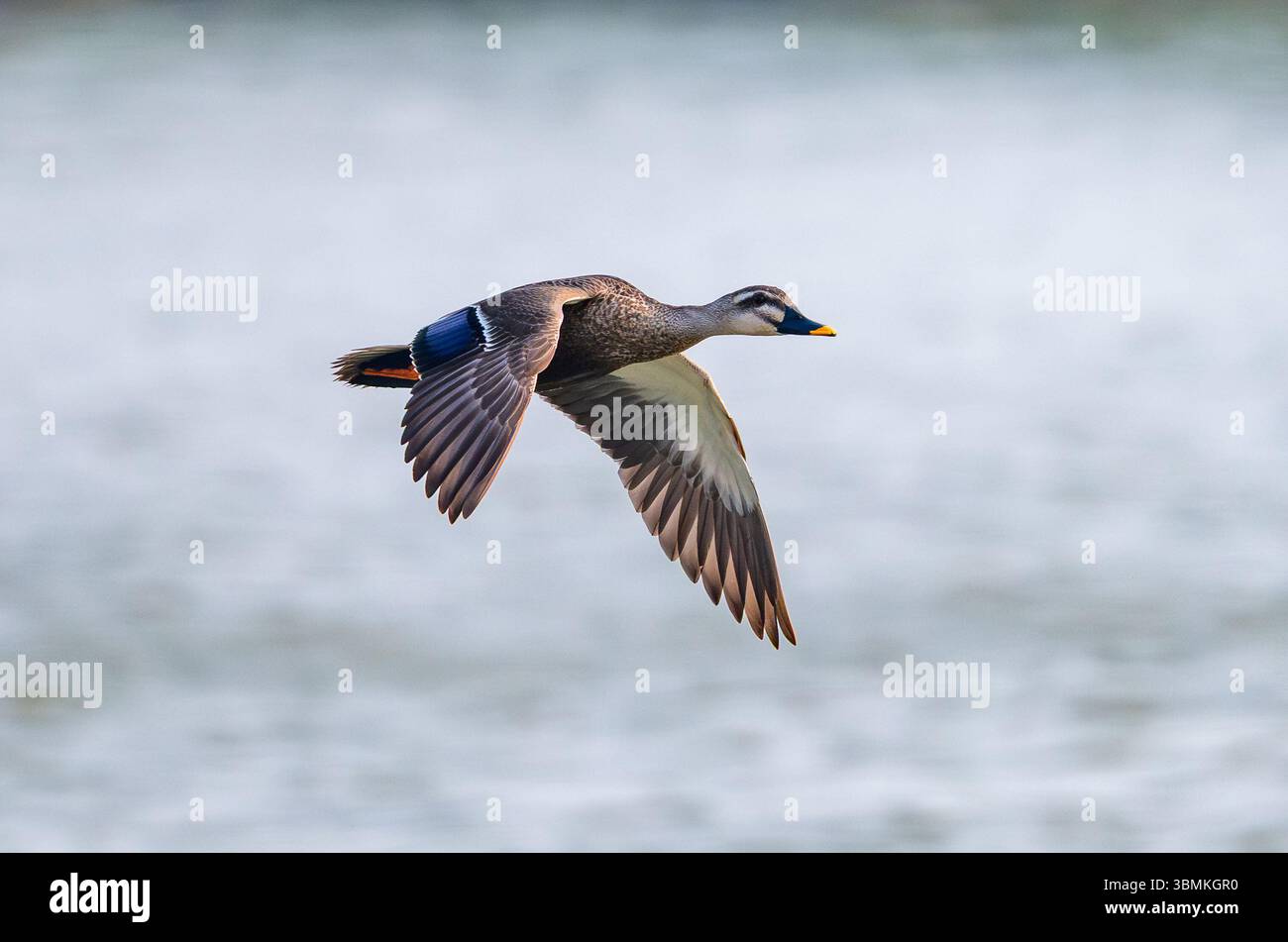 Canard à bec tacheté de l'est (Anas zonorhyncha) survolant un lac. Hebei {rovince, Chine. Banque D'Images