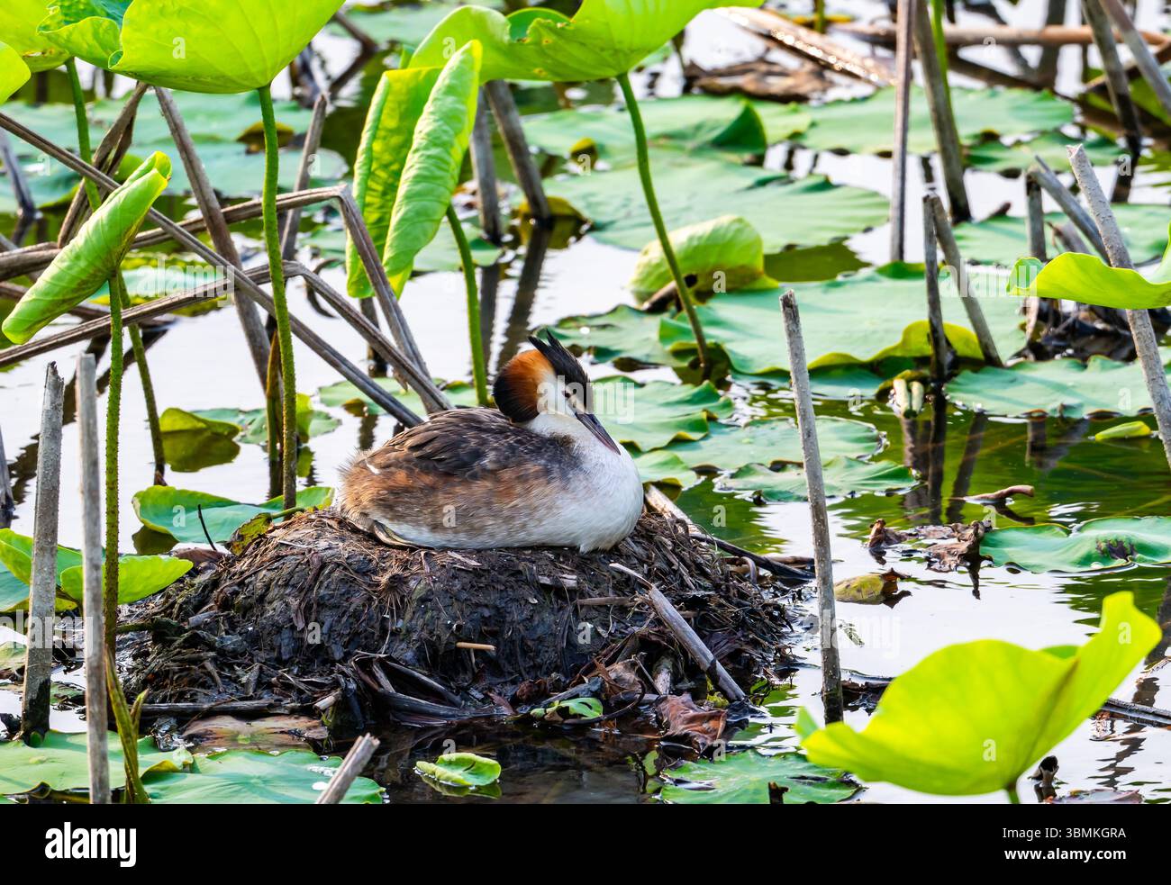 Un grand grêbe à crête (Podiceps cristatus) assis sur son nid. Province du Hebei, Chine. Banque D'Images