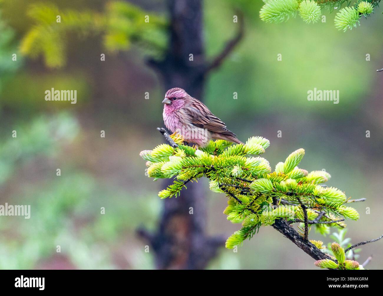 Un beau Rosefinch chinois (Carpodacus davidianus) perché sur une branche dans la forêt. Pékin, Chine. Banque D'Images