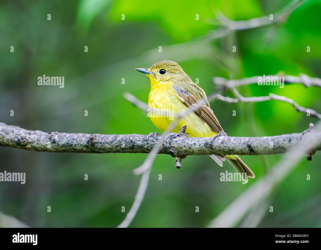Un Flycatcher à dos vert (Ficedula elisae) perché sur une branche dans la forêt. Pékin, Chine. Banque D'Images