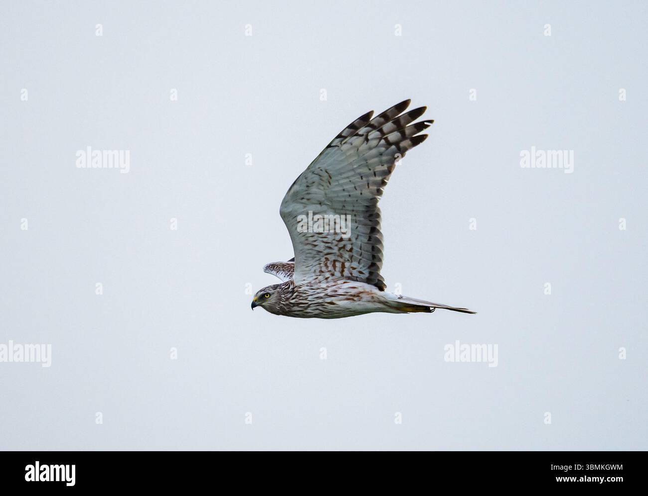 Un Eastern Marsh Harrier (Circus spilonotus) volant au-dessus de lui. Province du Heilongjiang, Chine. Banque D'Images