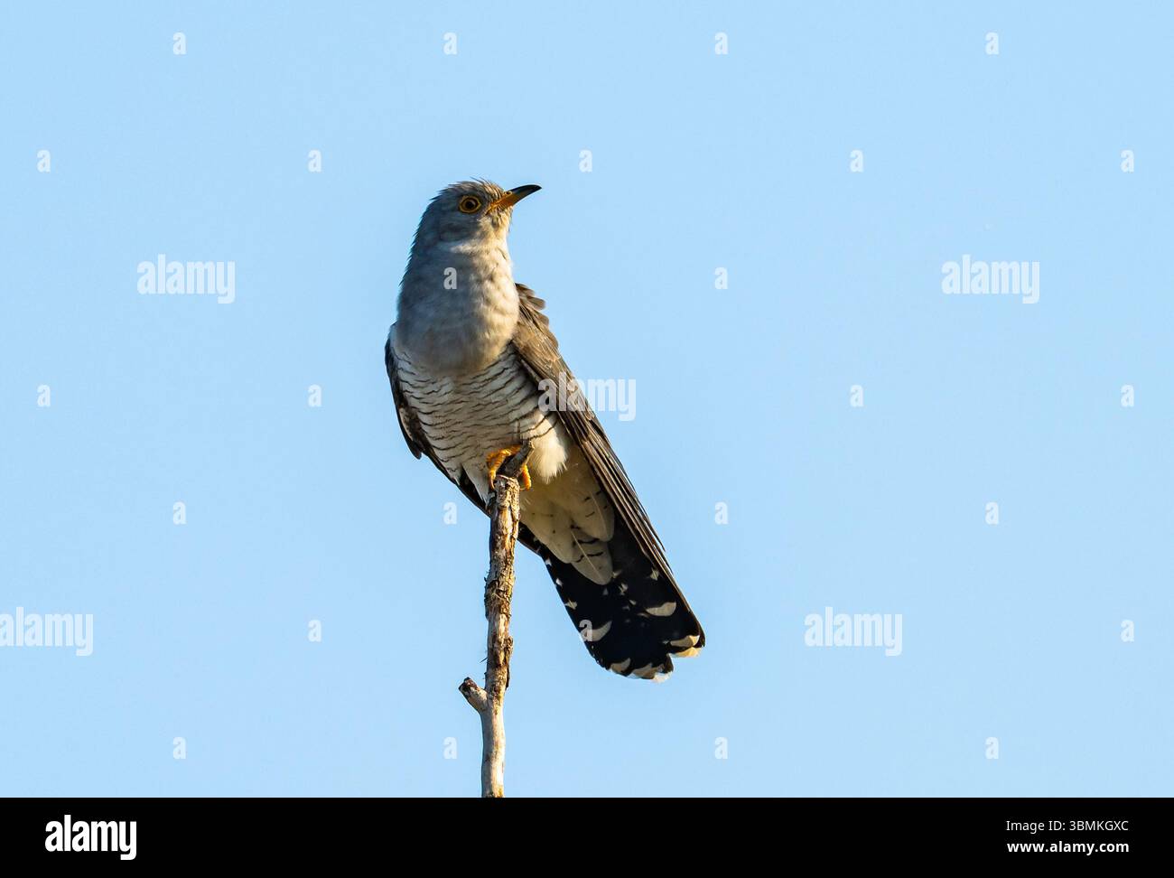Un coucou (Cuculus canorus) perché sur un bâton. Province du Heilongjiang, Chine. Banque D'Images