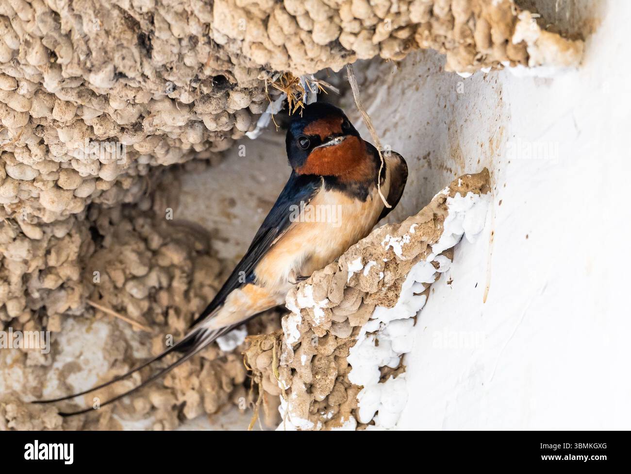 Une hirondelle de grange (Hirundo rustica) assise à l'intérieur de son nid de boue. Province du Heilongjiang, Chine. Banque D'Images
