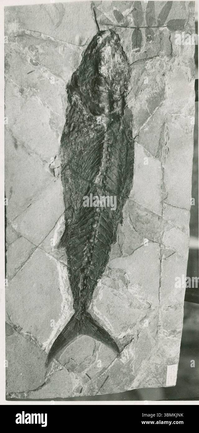 Musée d'histoire naturelle de Vérone : fossile tertiaire de 'Lischia prisca', connu comme un type de salmonidés, trouvé à Monte Purga près de Bolca. Banque D'Images