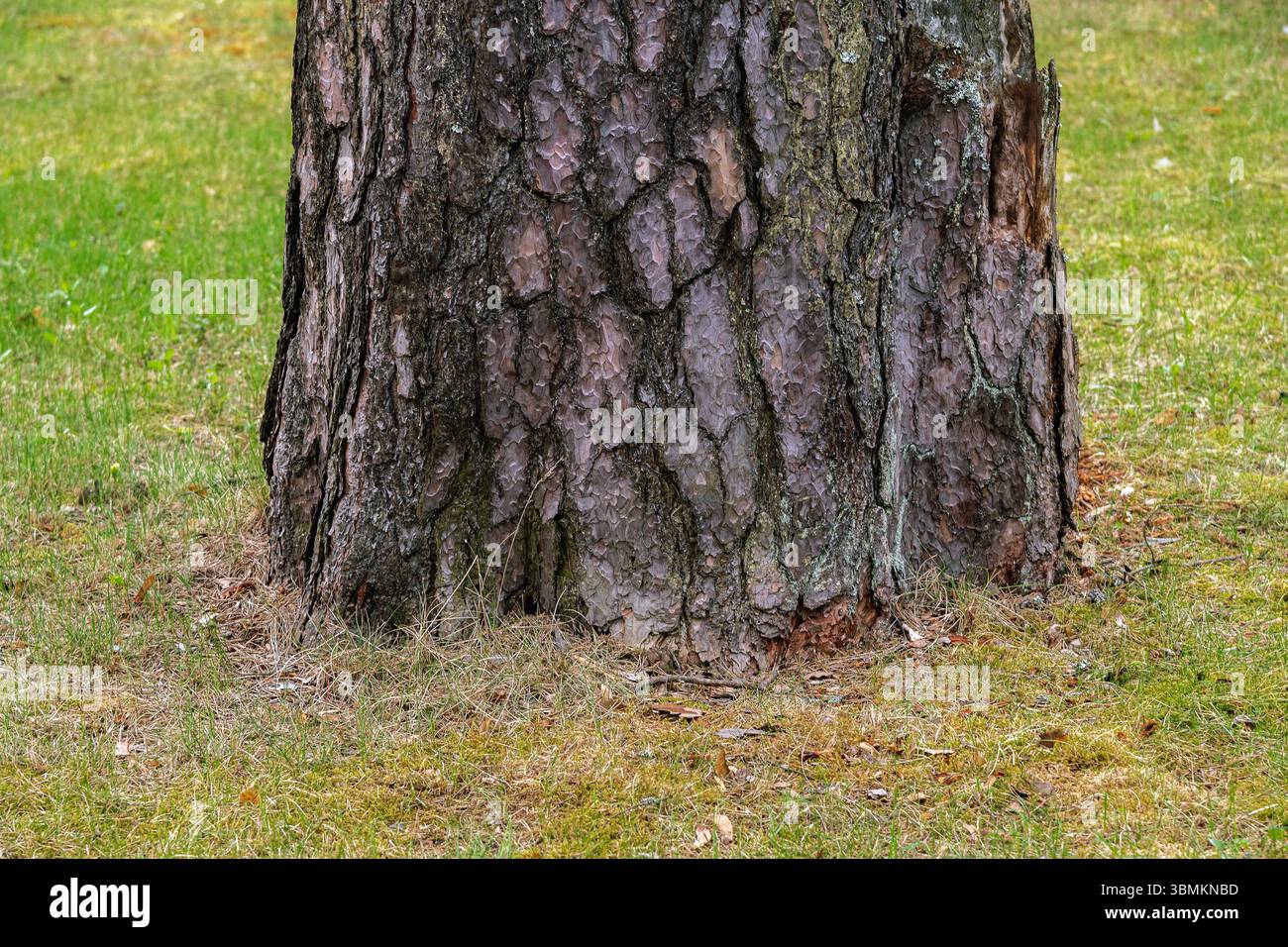Fragment d'un vieil arbre à la base même sur une pelouse verte par une journée ensoleillée brillante. Banque D'Images