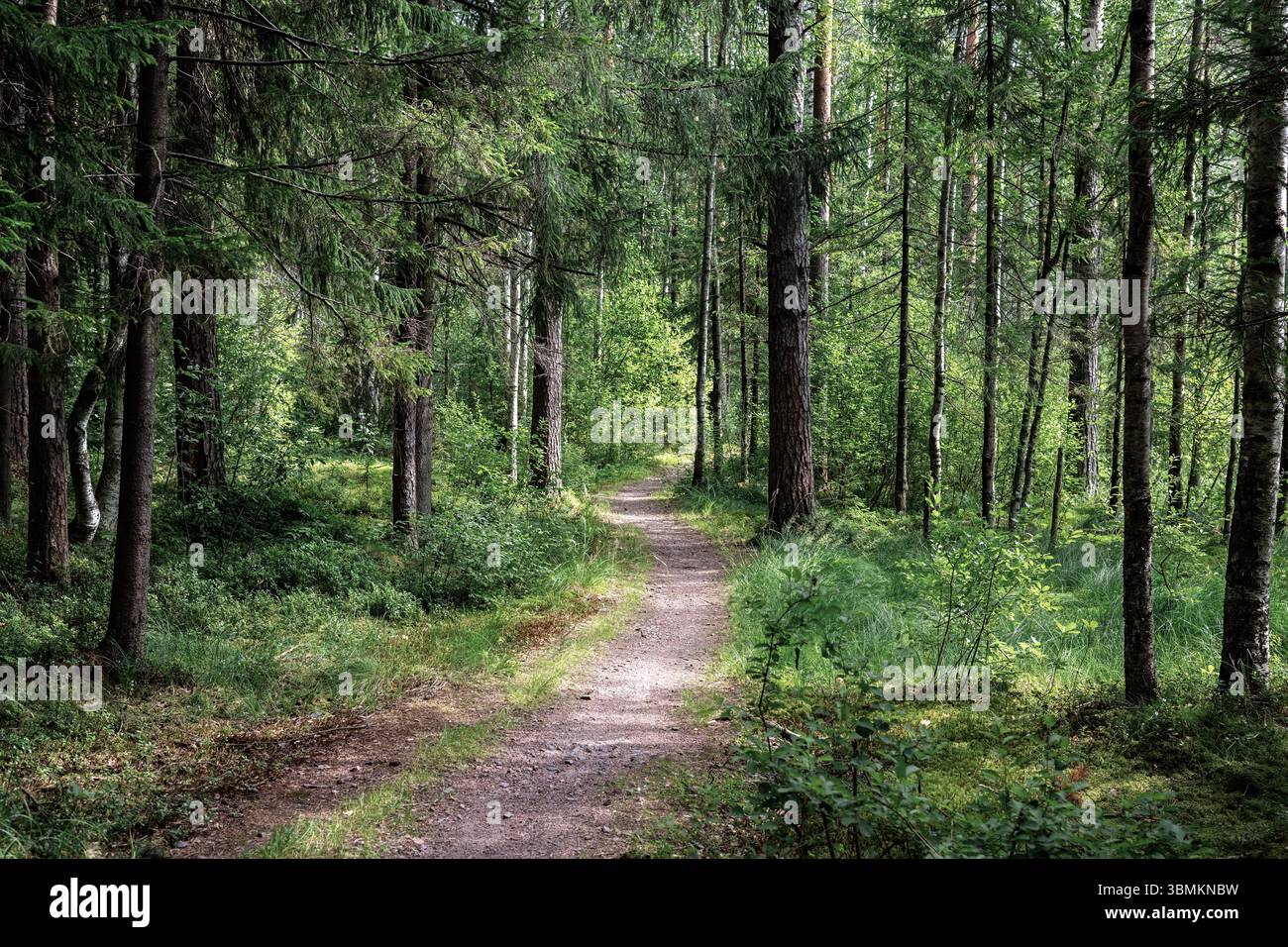 Paysage forestier par une journée ensoleillée lumineuse avec un chemin forestier sinueux. Banque D'Images