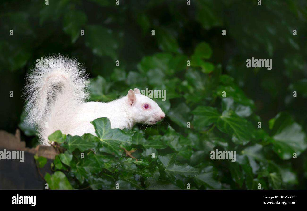 Portrait en gros plan d'un écureuil gris albinos à la fourrure blanche frappante et aux yeux roses, perché vigoureusement sur une clôture de jardin en bois recouverte de lierre vert, Banque D'Images