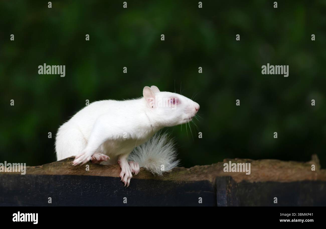 Portrait en gros plan d'un écureuil gris albinos avec une fourrure blanche frappante et des yeux roses, perché avec attention sur une clôture de jardin en bois, Royaume-Uni. Banque D'Images