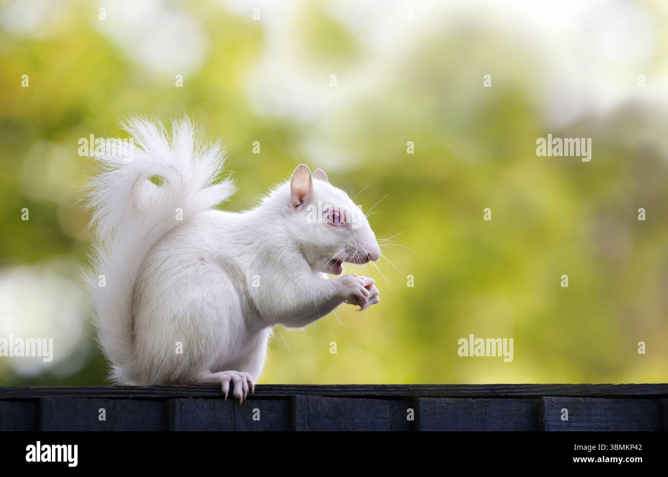 Portrait en gros plan d'un écureuil gris albinos avec une fourrure blanche frappante et des yeux roses, mangeant des noix sur une clôture de jardin en bois, Royaume-Uni. Banque D'Images
