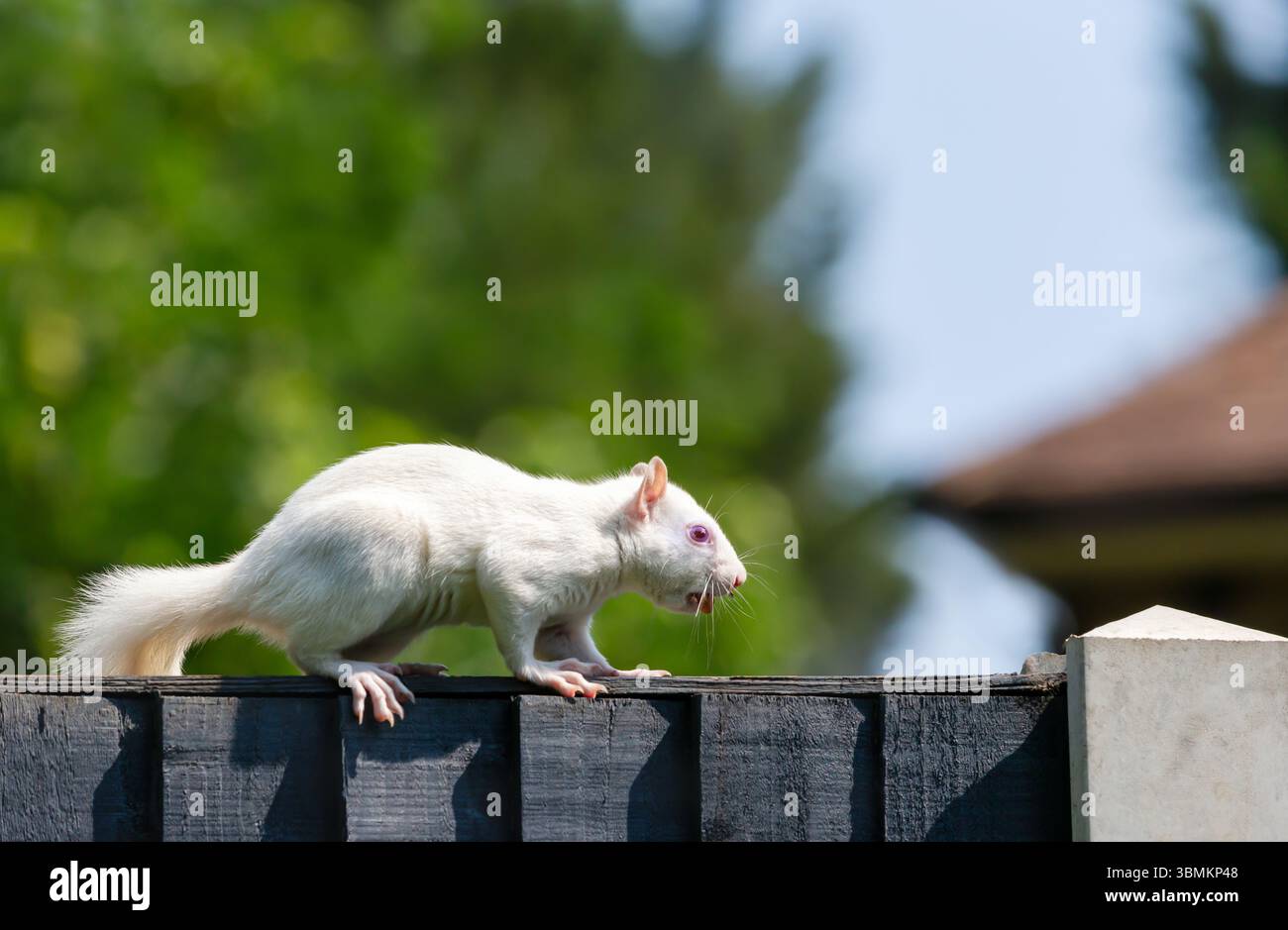 Portrait en gros plan d'un écureuil gris albinos à la fourrure blanche frappante et aux yeux roses, portant des noix sur une clôture de jardin en bois, Royaume-Uni. Banque D'Images