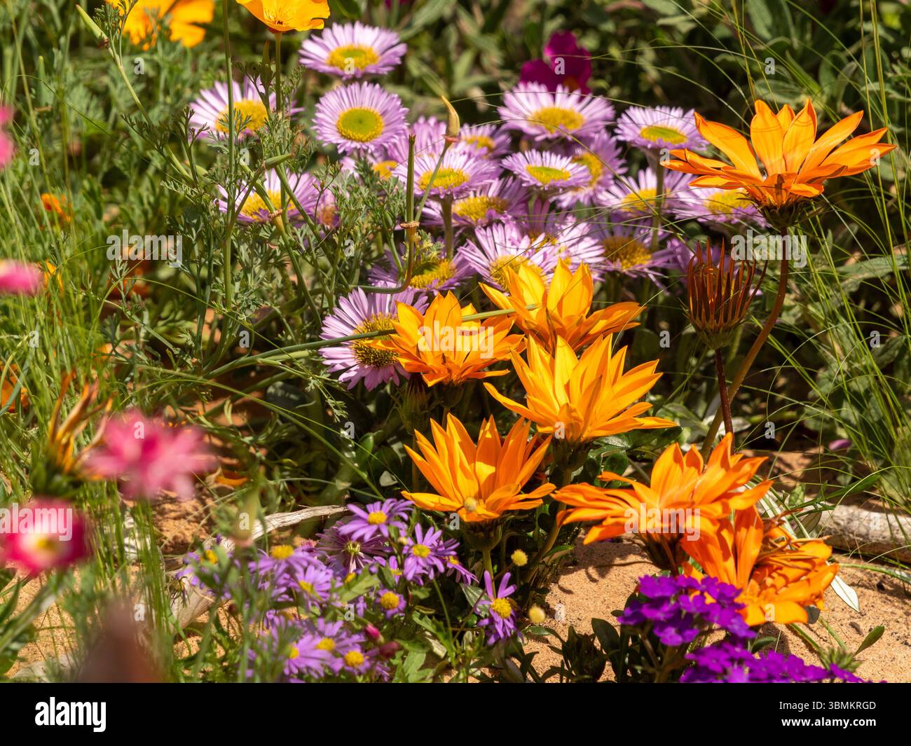 Gazanes orange vif et asters violets fleurissant dans un lit de fleurs de sable ensoleillé Banque D'Images