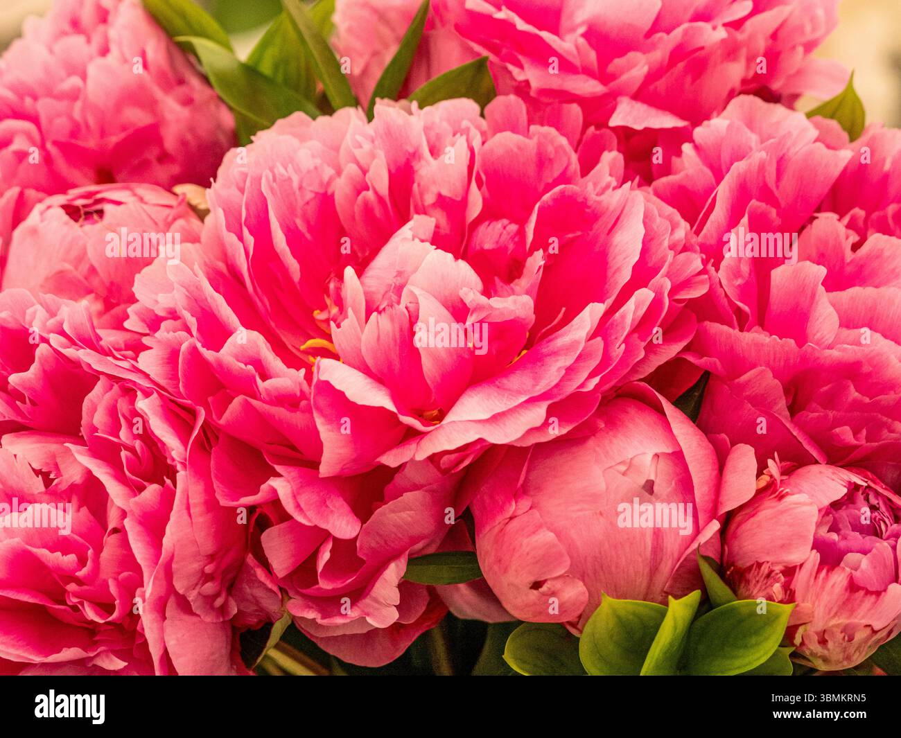 Blousy flowers Banque de photographies et d’images à haute résolution ...