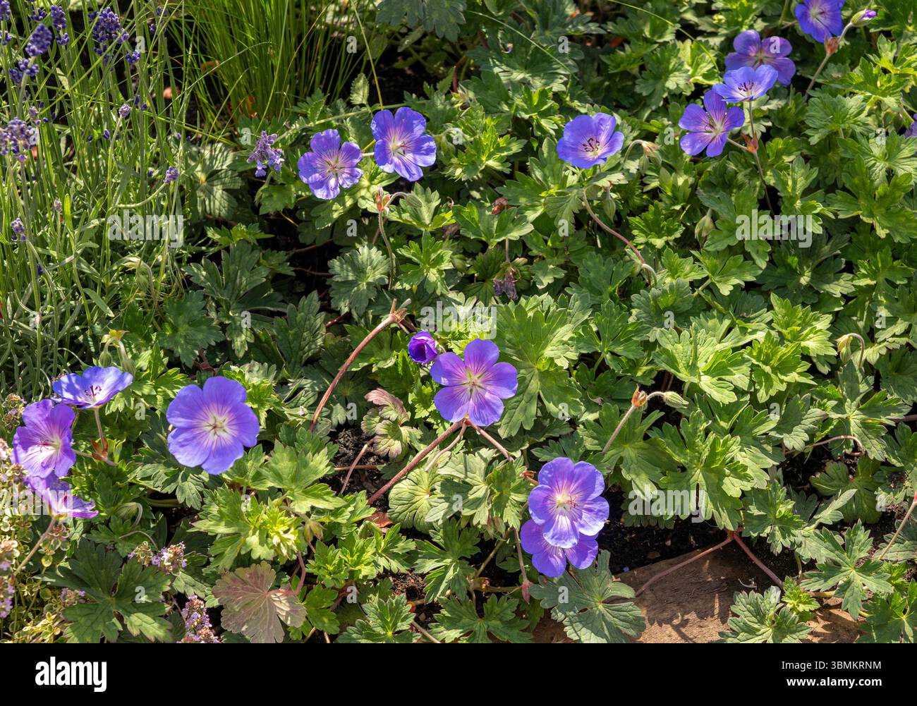 Gros plan de Géranium « Rozanne » en pleine floraison, montrant des fleurs violettes-bleu vives avec un feuillage vert luxuriant dans une bordure de jardin d'été Banque D'Images