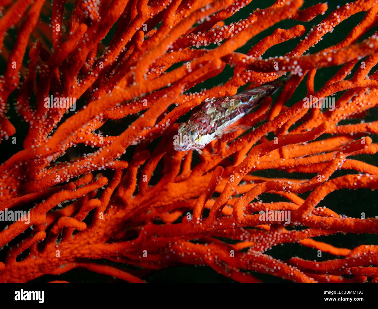 Un petit poisson bleu (Pavoclinus caeruleopunctatus) assis sur un éventail de mer orange vif sous l'eau. Banque D'Images