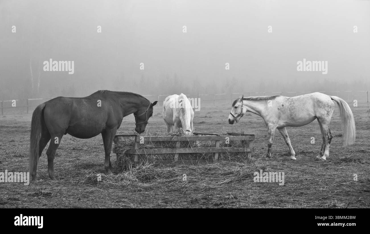 chevaux dans le champ, dans les pâturages mangeant du foin Banque D'Images