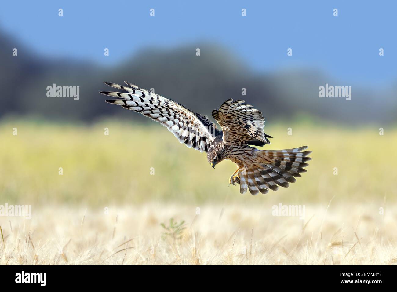 Femelle adulte harrier de Montagu (Circus pygargus) avec des proies de souris capturées dans ses talons volant au-dessus du champ de blé / champ de maïs Banque D'Images